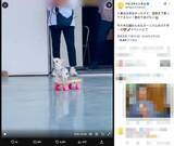 「想像以上にうまい　スケボーを乗りこなすチワワが話題」の画像2