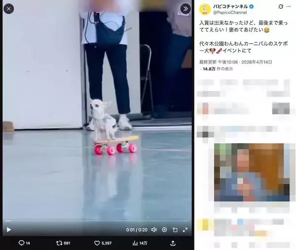 「想像以上にうまい　スケボーを乗りこなすチワワが話題」の画像