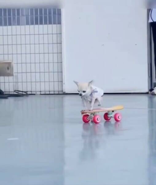 想像以上にうまい　スケボーを乗りこなすチワワが話題