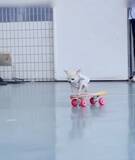 「想像以上にうまい　スケボーを乗りこなすチワワが話題」の画像3