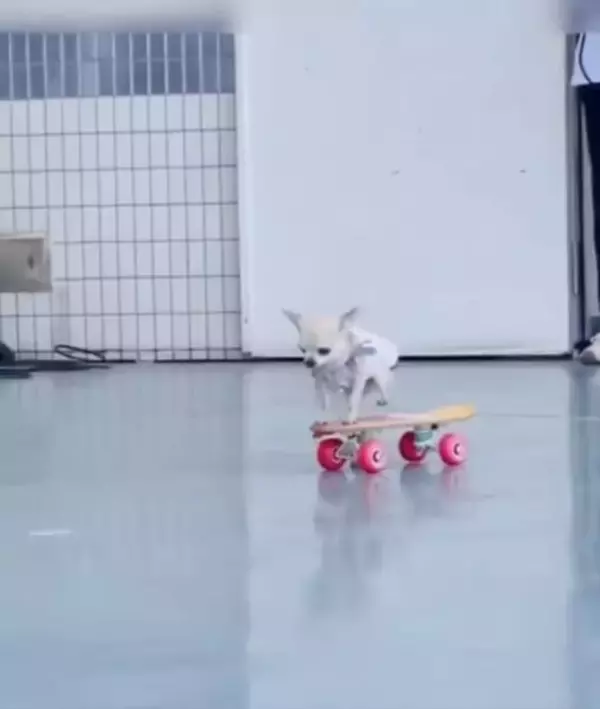 「想像以上にうまい　スケボーを乗りこなすチワワが話題」の画像