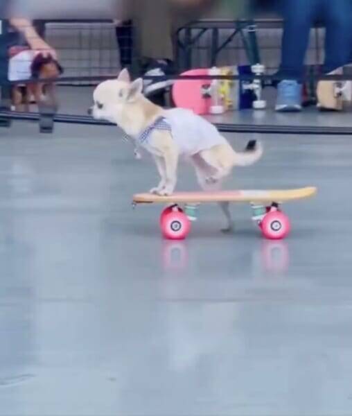 想像以上にうまい　スケボーを乗りこなすチワワが話題