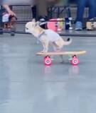 「想像以上にうまい　スケボーを乗りこなすチワワが話題」の画像4