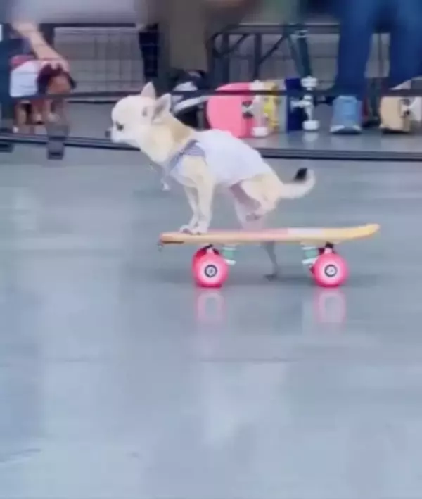「想像以上にうまい　スケボーを乗りこなすチワワが話題」の画像