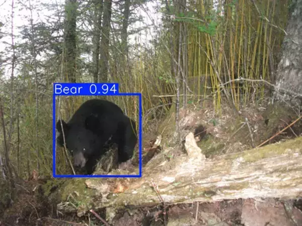 「AI集約のクマ出没マップ「FASTBEAR」公開　全国の出没情報をまとめて可視化」の画像