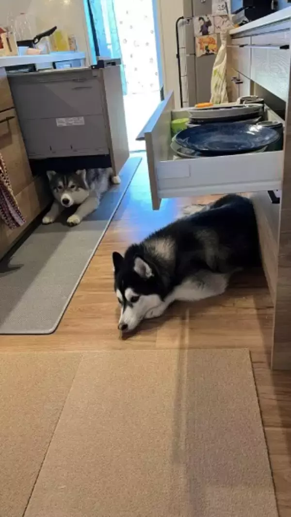 ハスキーあるある？食洗機や食器棚を屋根にくつろぐ姿がかわいすぎる