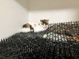 「猫避けマット、完全敗北　トゲトゲの隙間でくつろぐ三毛猫に「人類は無力」」の画像1