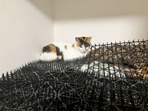 猫避けマット、完全敗北　トゲトゲの隙間でくつろぐ三毛猫に「人類は無力」