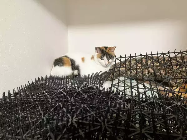 猫避けマット、完全敗北　トゲトゲの隙間でくつろぐ三毛猫に「人類は無力」