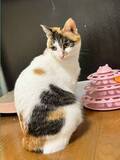 「猫避けマット、完全敗北　トゲトゲの隙間でくつろぐ三毛猫に「人類は無力」」の画像2