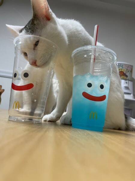 「猫スライム」があらわれた！マクドナルド×ドラクエのカップを使った顔ハメがかわいすぎる