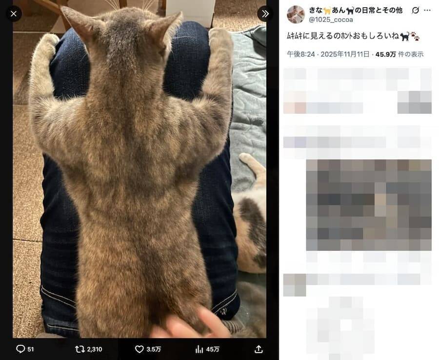 「ムキムキに見える」飼い主さんの膝にひっつく猫ちゃんの、頼もしすぎる背中が話題