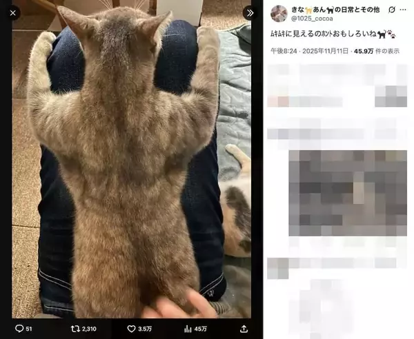 「「ムキムキに見える」飼い主さんの膝にひっつく猫ちゃんの、頼もしすぎる背中が話題」の画像