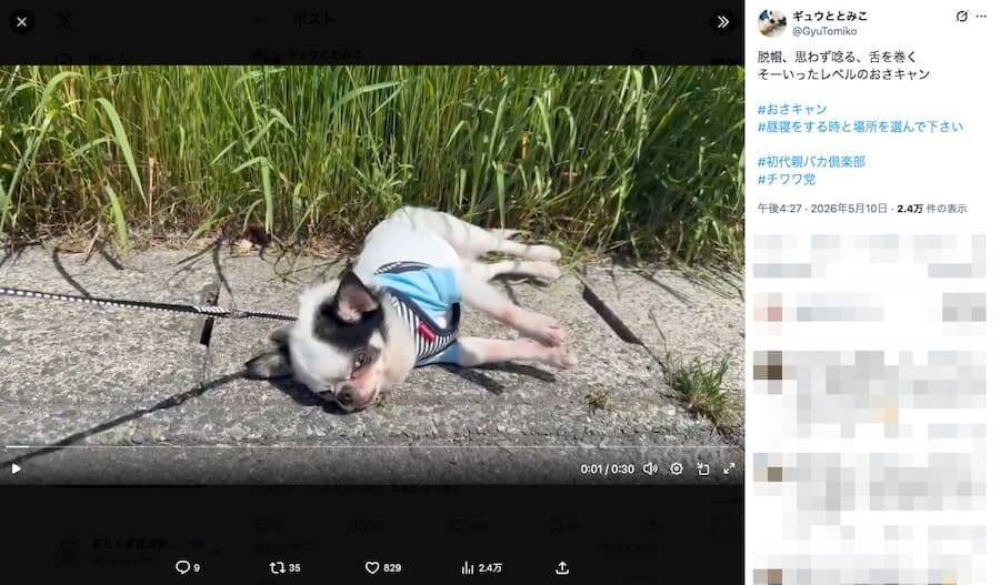 電池切れ？石化の魔法？　気分屋チワワが見せる“ガチお散歩キャンセル”