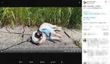 「電池切れ？石化の魔法？　気分屋チワワが見せる“ガチお散歩キャンセル”」の画像2