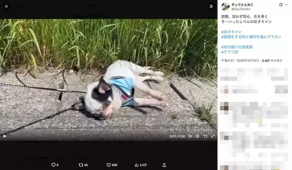 「電池切れ？石化の魔法？　気分屋チワワが見せる“ガチお散歩キャンセル”」の画像