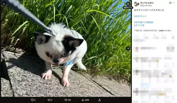 「電池切れ？石化の魔法？　気分屋チワワが見せる“ガチお散歩キャンセル”」の画像