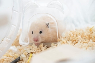 転生したらハムスターだった件　三姉妹に甘やかされる恋愛ゲー「ハムコイ」爆誕