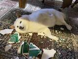 「「やってやったぜ」　空箱を粉砕した白柴犬の“ドヤ顔”に3万いいね」の画像1