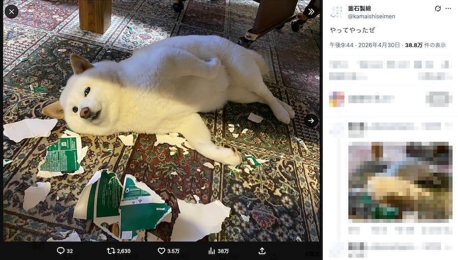 「やってやったぜ」　空箱を粉砕した白柴犬の“ドヤ顔”に3万いいね