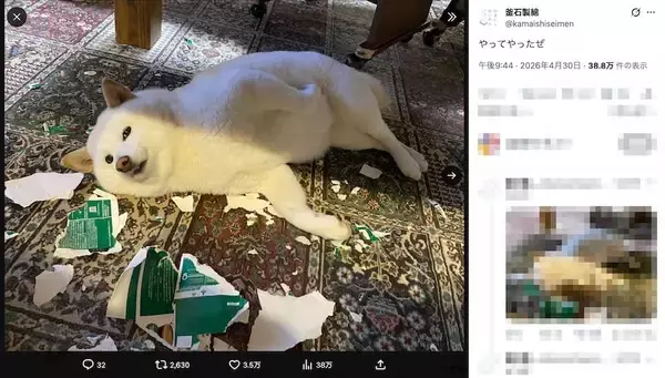 「「やってやったぜ」　空箱を粉砕した白柴犬の“ドヤ顔”に3万いいね」の画像