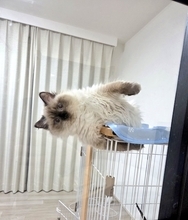 どうしてこうなった？　ケージから豪快にはみ出す猫の寝姿に「重力無視！」