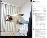 「どうしてこうなった？　ケージから豪快にはみ出す猫の寝姿に「重力無視！」」の画像2