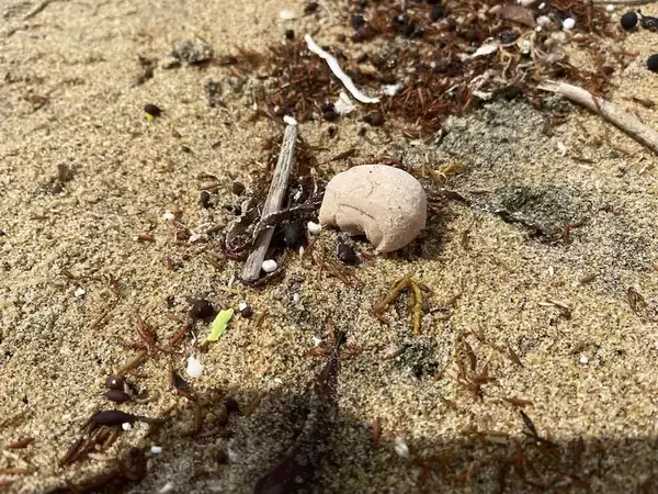「海辺で3度拾った頭だけルパン　不気味すぎるフィギュアの正体は”昭和のハズレ景品”」の画像