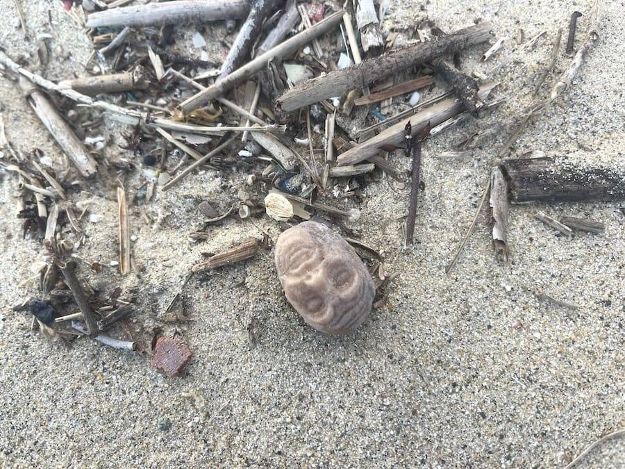 海辺で3度拾った頭だけルパン　不気味すぎるフィギュアの正体は”昭和のハズレ景品”
