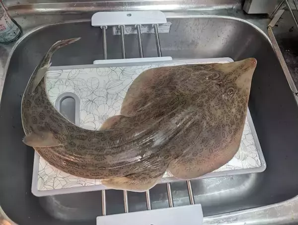 「独学で仕上げた“異世界姿造り”　8匹のサメが大集合」の画像