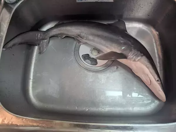 「独学で仕上げた“異世界姿造り”　8匹のサメが大集合」の画像