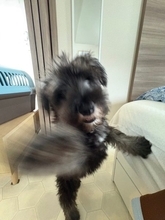 わんわんボクシング界に新星？強烈な「右フック」を繰り出すワンコ