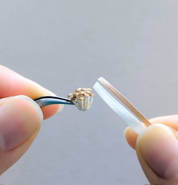 刺繍糸を固めたら「ぶなしめじ」になった　リアルすぎる立体作品が話題