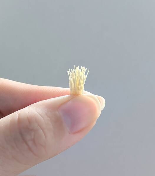 刺繍糸を固めたら「ぶなしめじ」になった　リアルすぎる立体作品が話題