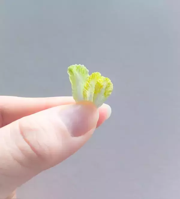 「刺繍糸を固めたら「ぶなしめじ」になった　リアルすぎる立体作品が話題」の画像