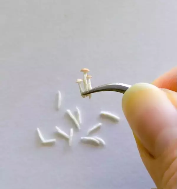 「刺繍糸を固めたら「ぶなしめじ」になった　リアルすぎる立体作品が話題」の画像