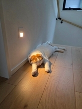 足元灯に照らされて眠る猫　完全に名作アニメの最終回にしかみえない