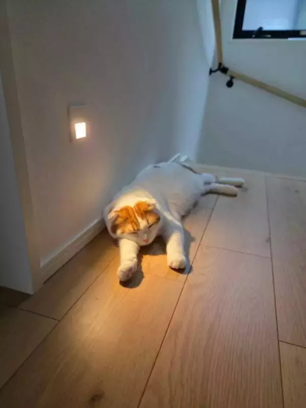 足元灯に照らされて眠る猫　完全に名作アニメの最終回にしかみえない