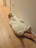 「足元灯に照らされて眠る猫　完全に名作アニメの最終回にしかみえない」の画像2
