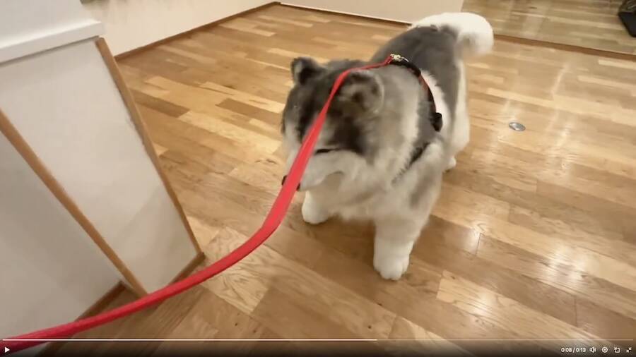 動物を“見る”ではなく、動物に“なる”！　斬新なコンセプトの「とことこ動物園」が話題