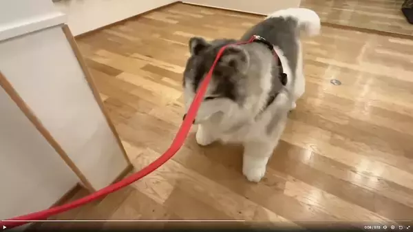 「動物を“見る”ではなく、動物に“なる”！　斬新なコンセプトの「とことこ動物園」が話題」の画像