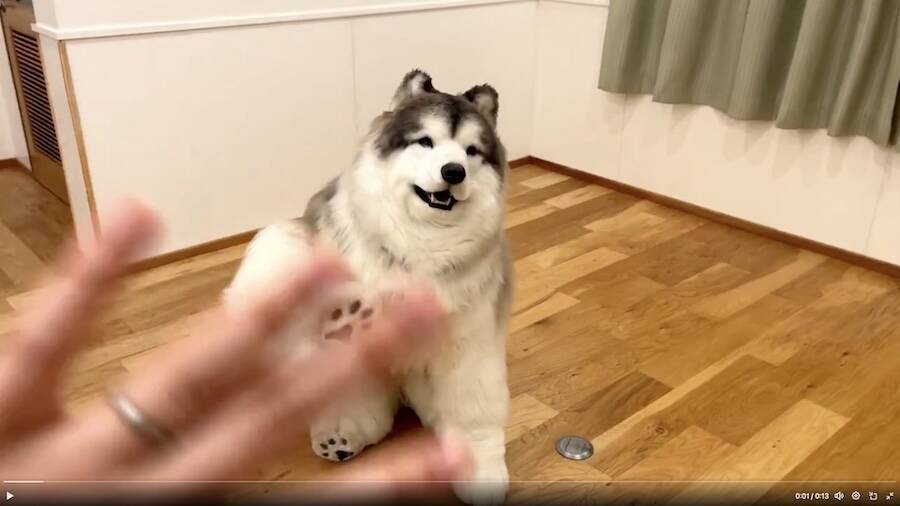 動物を“見る”ではなく、動物に“なる”！　斬新なコンセプトの「とことこ動物園」が話題