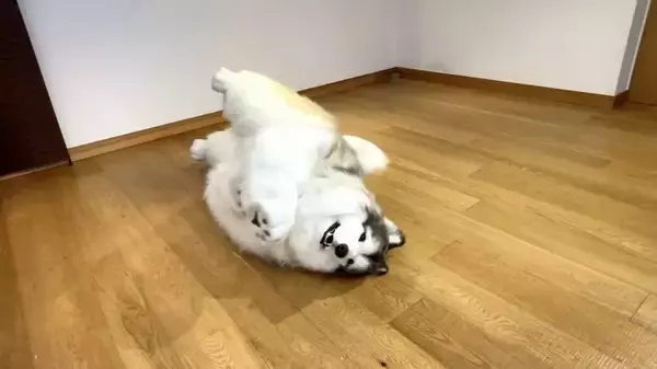 「動物を“見る”ではなく、動物に“なる”！　斬新なコンセプトの「とことこ動物園」が話題」の画像