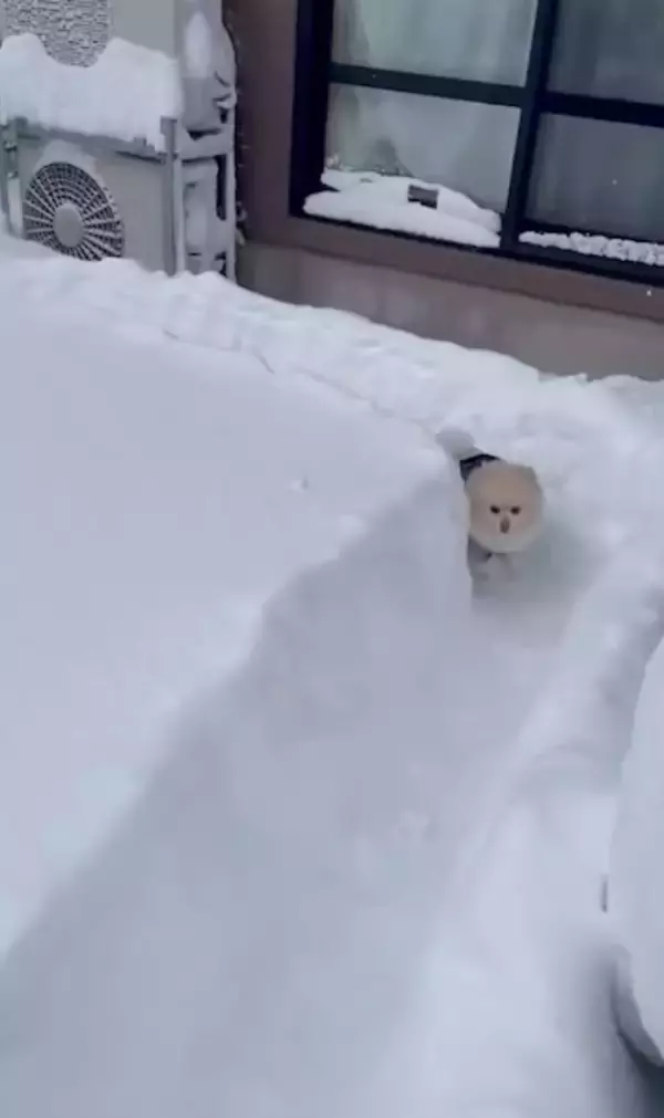 ボブスレーじゃなくて、ポメスレー？雪の日限定の「無限ドッグラン」が楽しそう