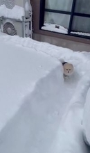 ボブスレーじゃなくて、ポメスレー？雪の日限定の「無限ドッグラン」が楽しそう