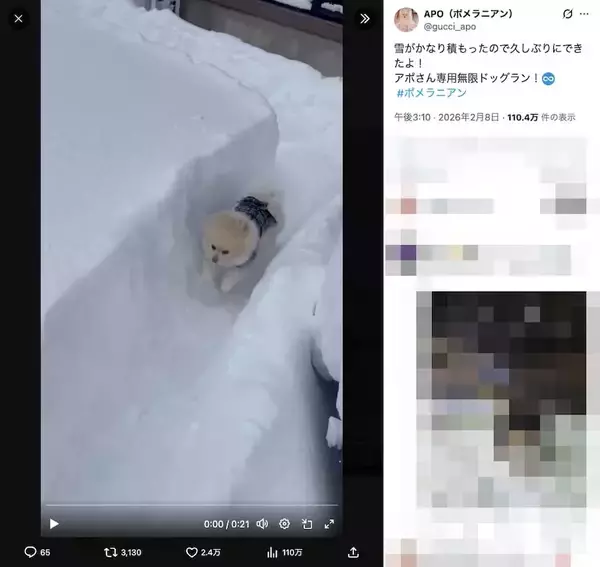 「ボブスレーじゃなくて、ポメスレー？雪の日限定の「無限ドッグラン」が楽しそう」の画像