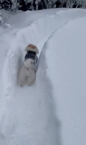 ボブスレーじゃなくて、ポメスレー？雪の日限定の「無限ドッグラン」が楽しそう