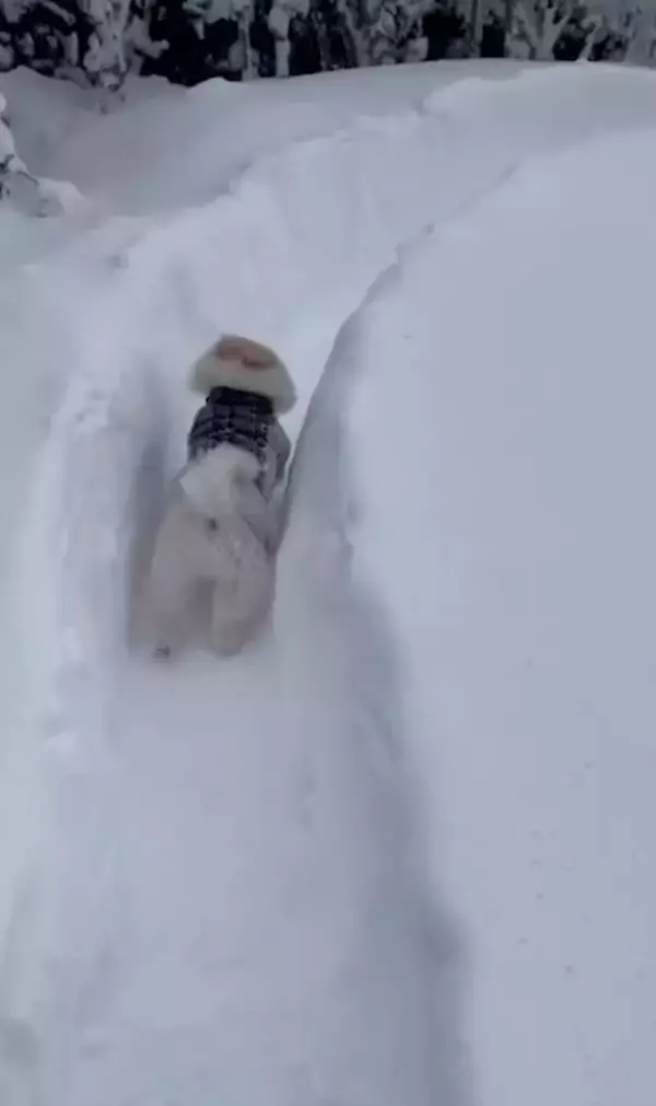 「ボブスレーじゃなくて、ポメスレー？雪の日限定の「無限ドッグラン」が楽しそう」の画像