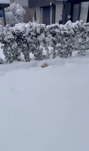 ボブスレーじゃなくて、ポメスレー？雪の日限定の「無限ドッグラン」が楽しそう