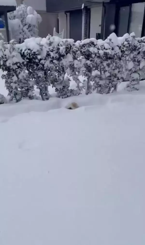 「ボブスレーじゃなくて、ポメスレー？雪の日限定の「無限ドッグラン」が楽しそう」の画像